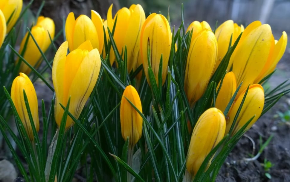 yellow crocus preview