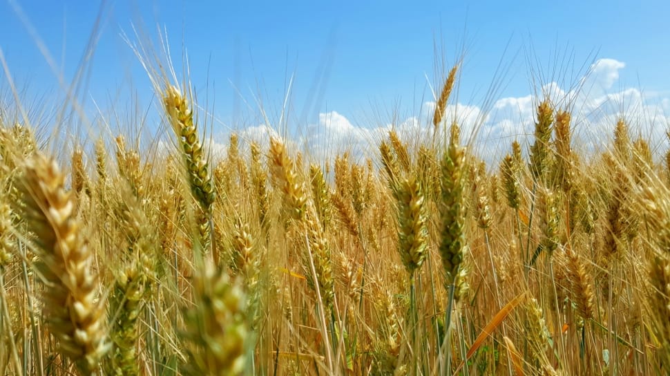 wheat fields preview