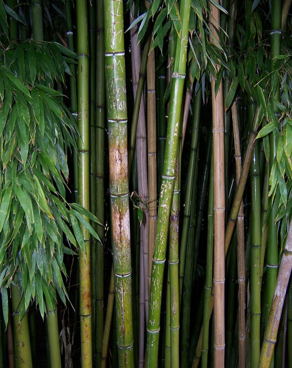 green and brown bamboo trees preview