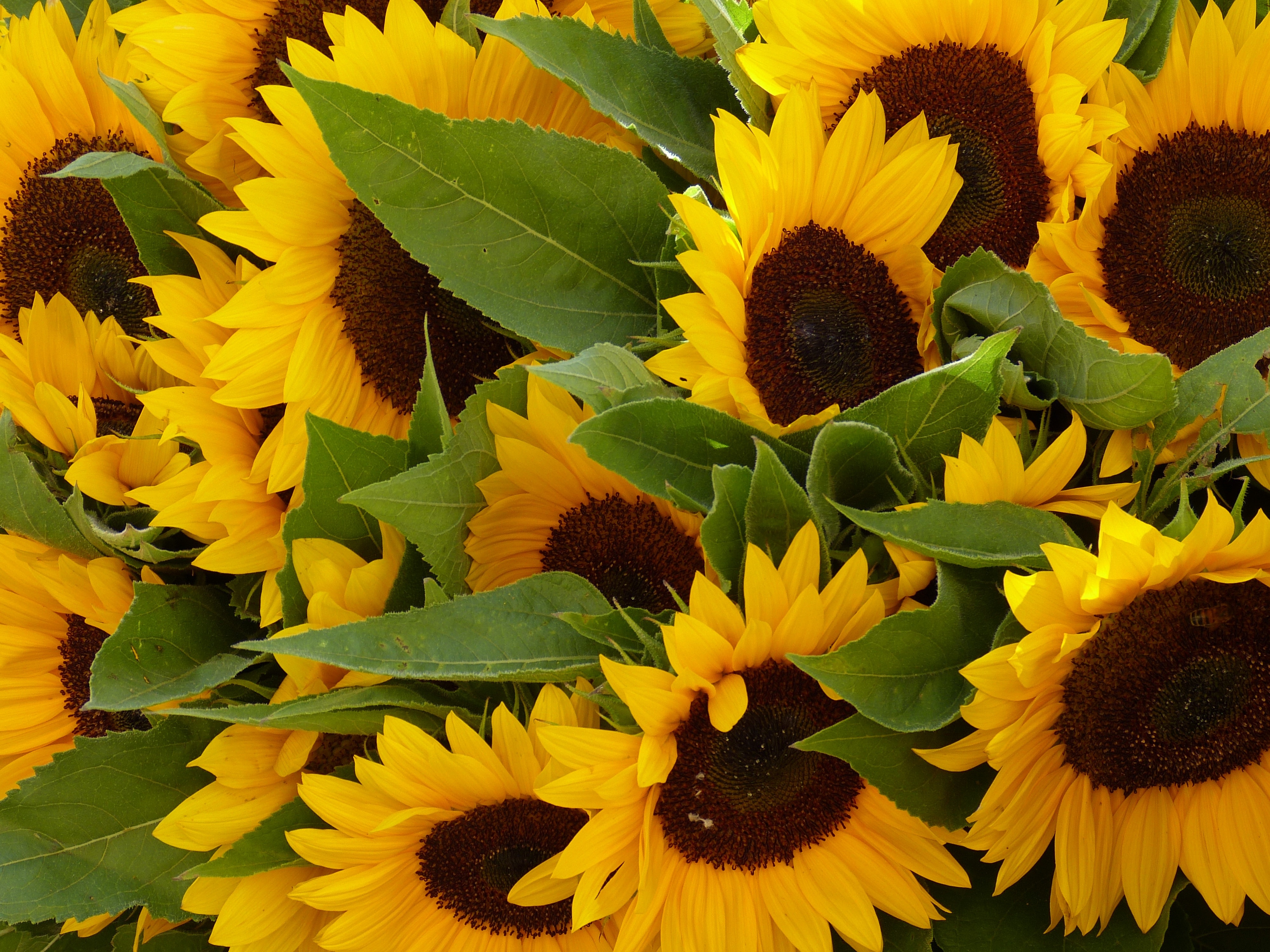 yellow sunflowers