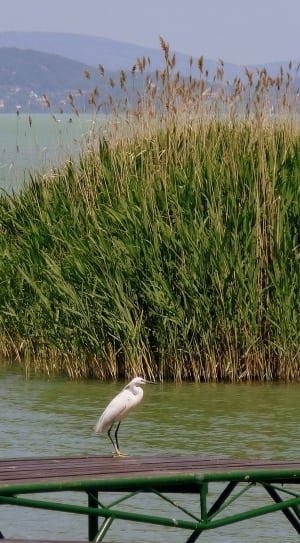 white stork on dock near body of water thumbnail