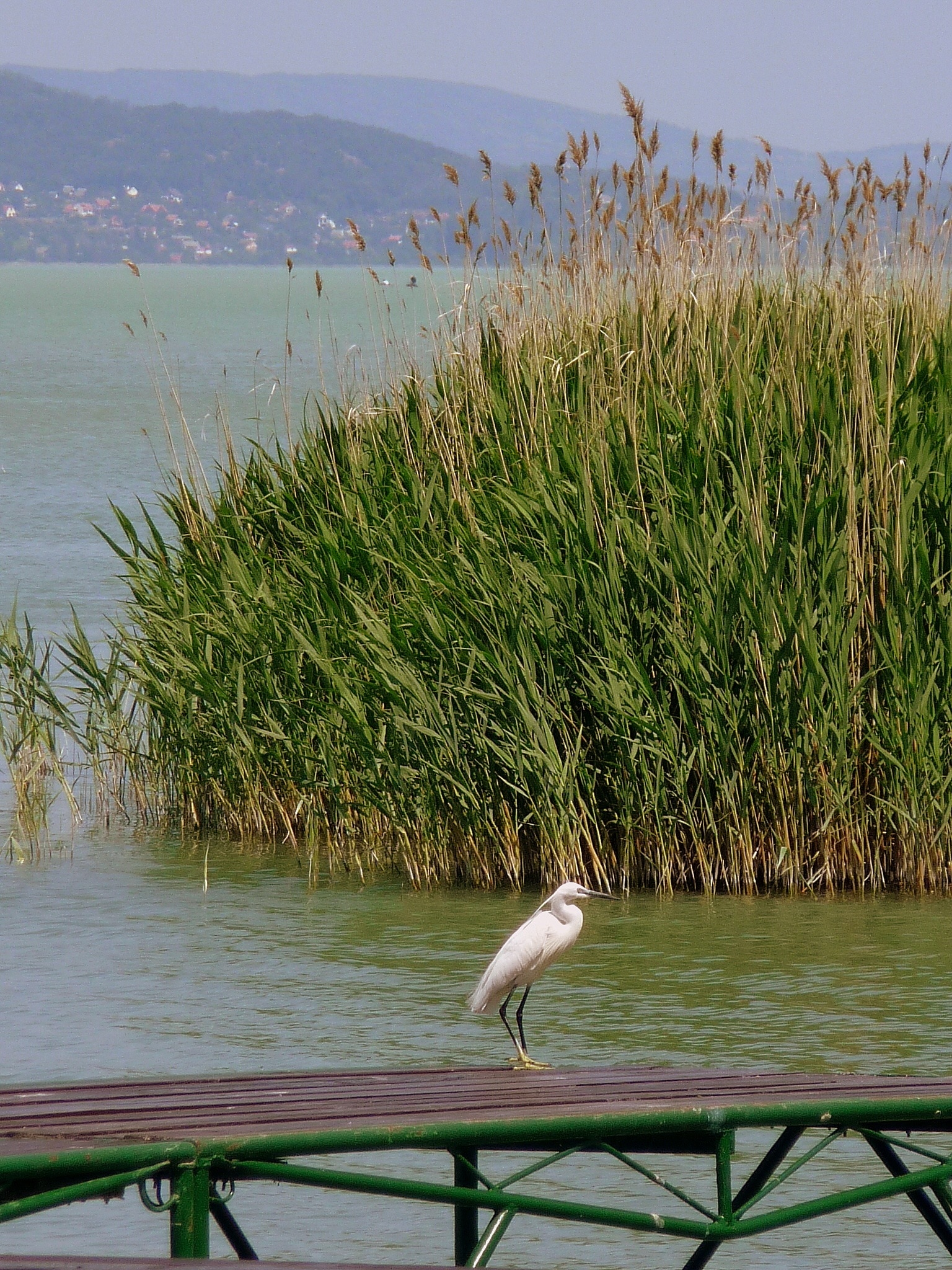 white stork on dock near body of water
