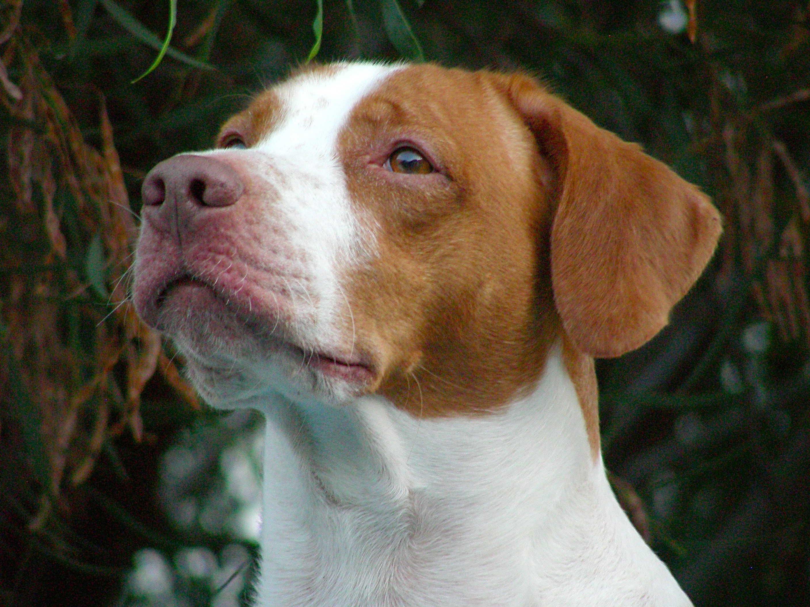 white and brown short coated dog