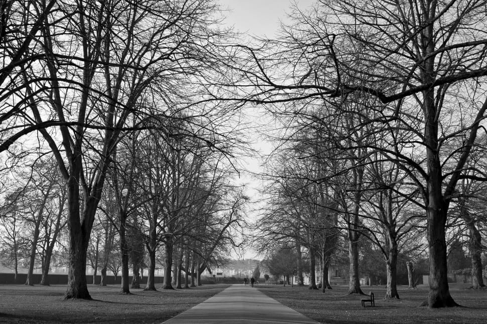 bare trees gray scale picture preview