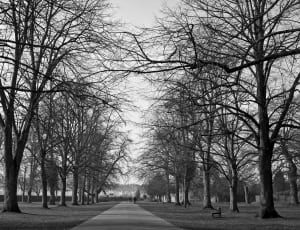 bare trees gray scale picture thumbnail