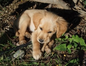 golden retriever puppy thumbnail