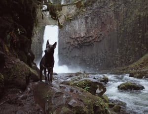 black short coated dog near the waterfalls thumbnail