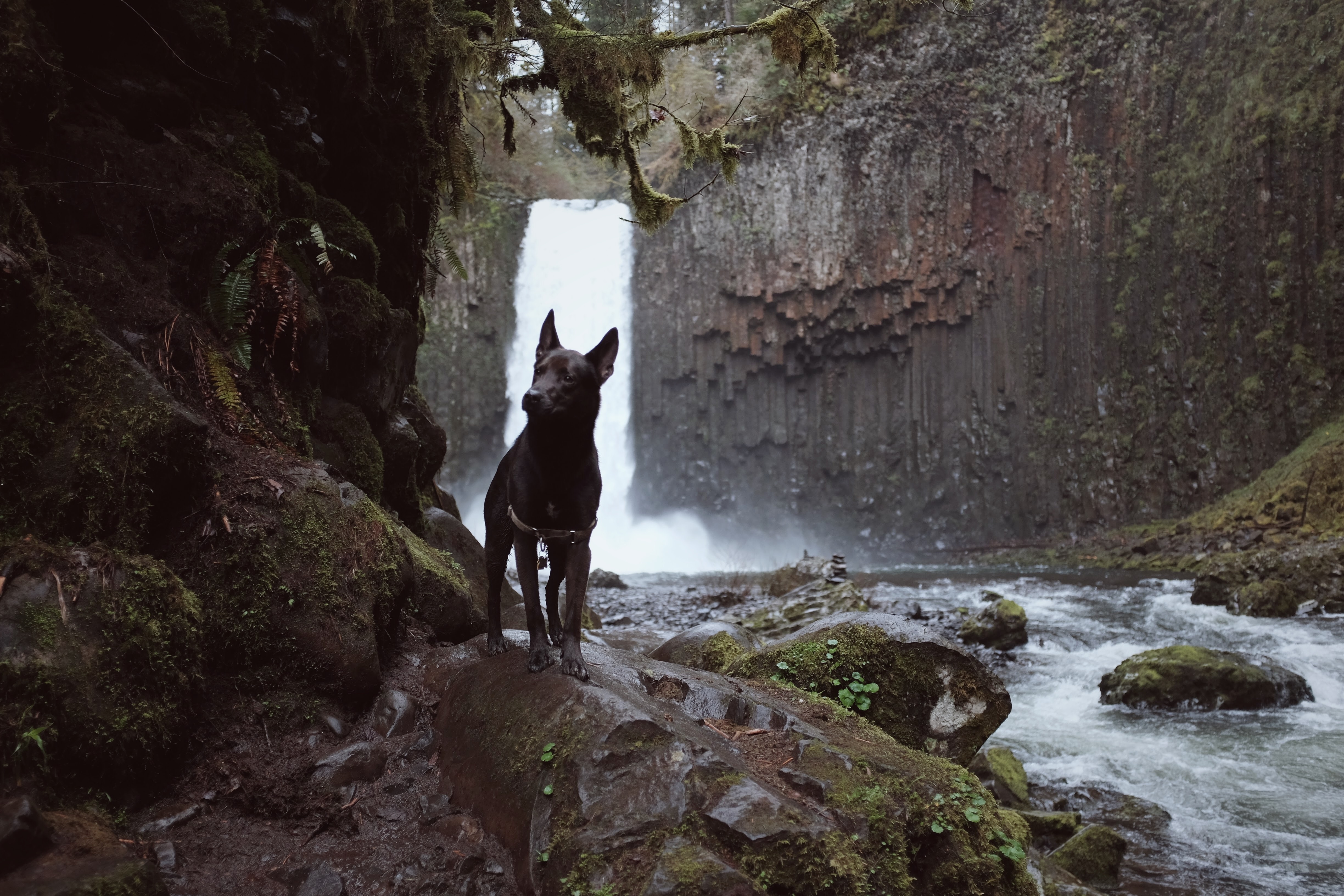 black short coated dog near the waterfalls