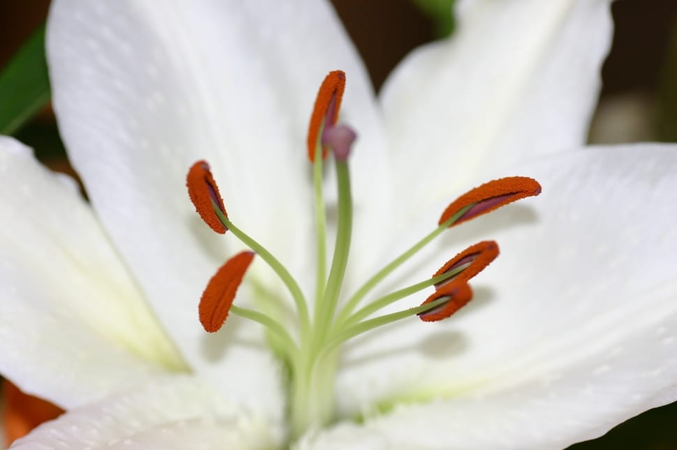 white petal flower preview