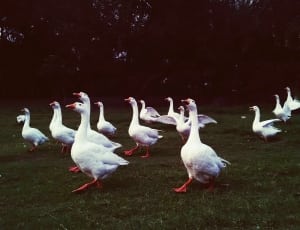 flocks of geese thumbnail