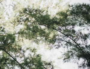 green tall trees in low angle photography thumbnail