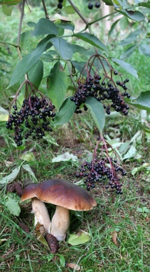 two brown mushrooms thumbnail