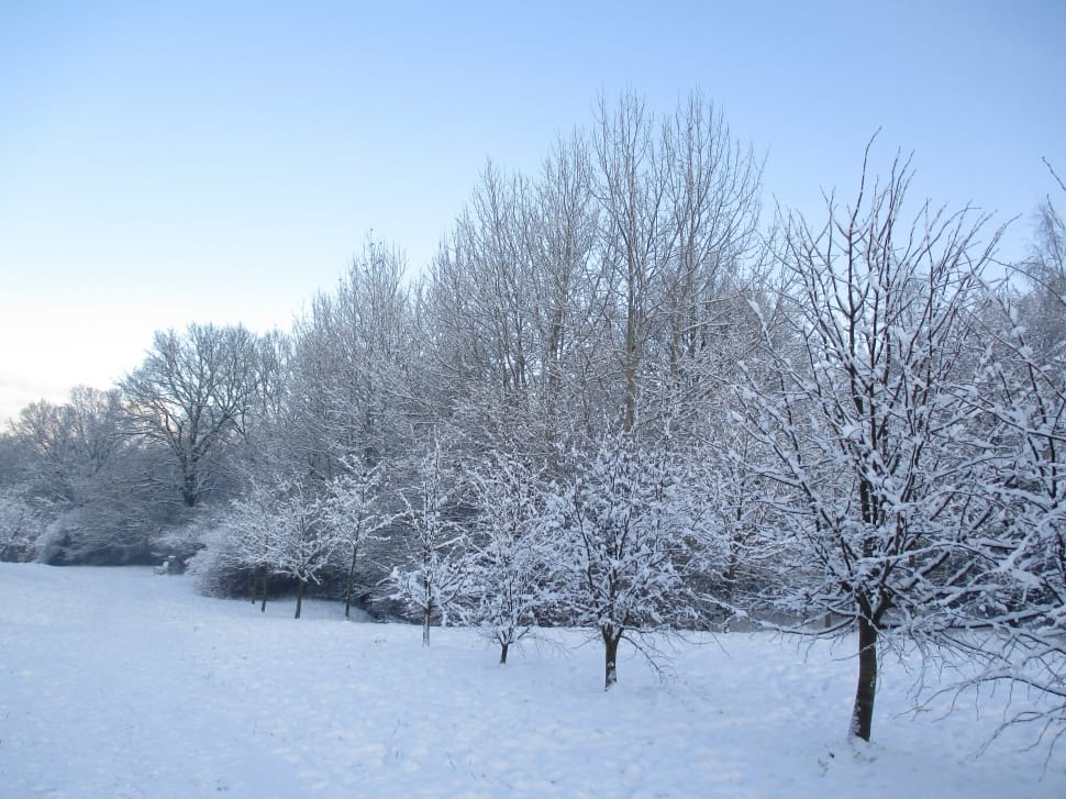 trees with snow during winter preview