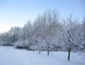 trees with snow during winter thumbnail