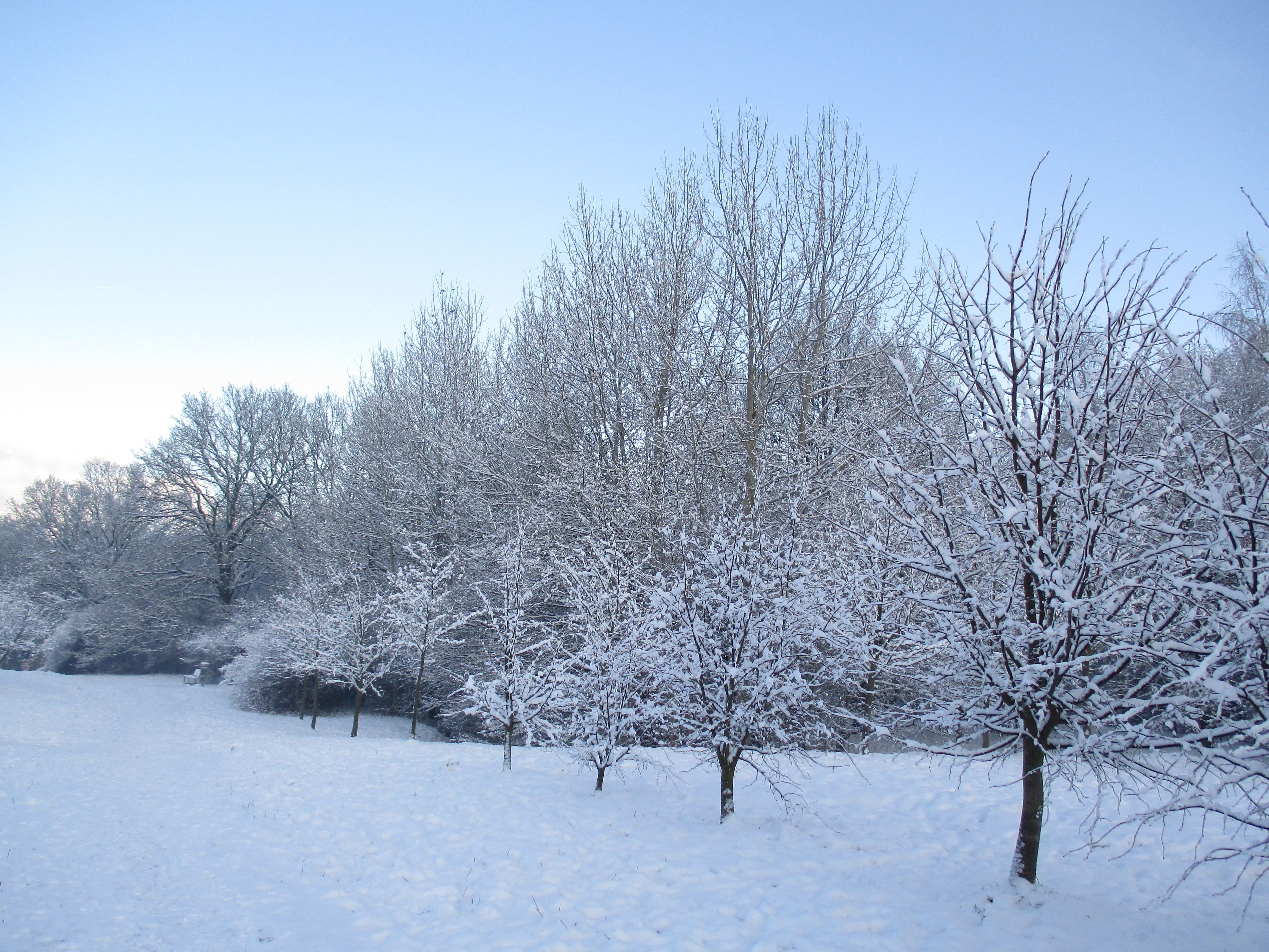 trees with snow during winter