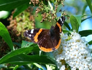 brown and orange butterfly thumbnail
