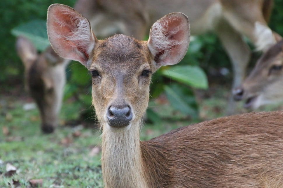 deer calf preview