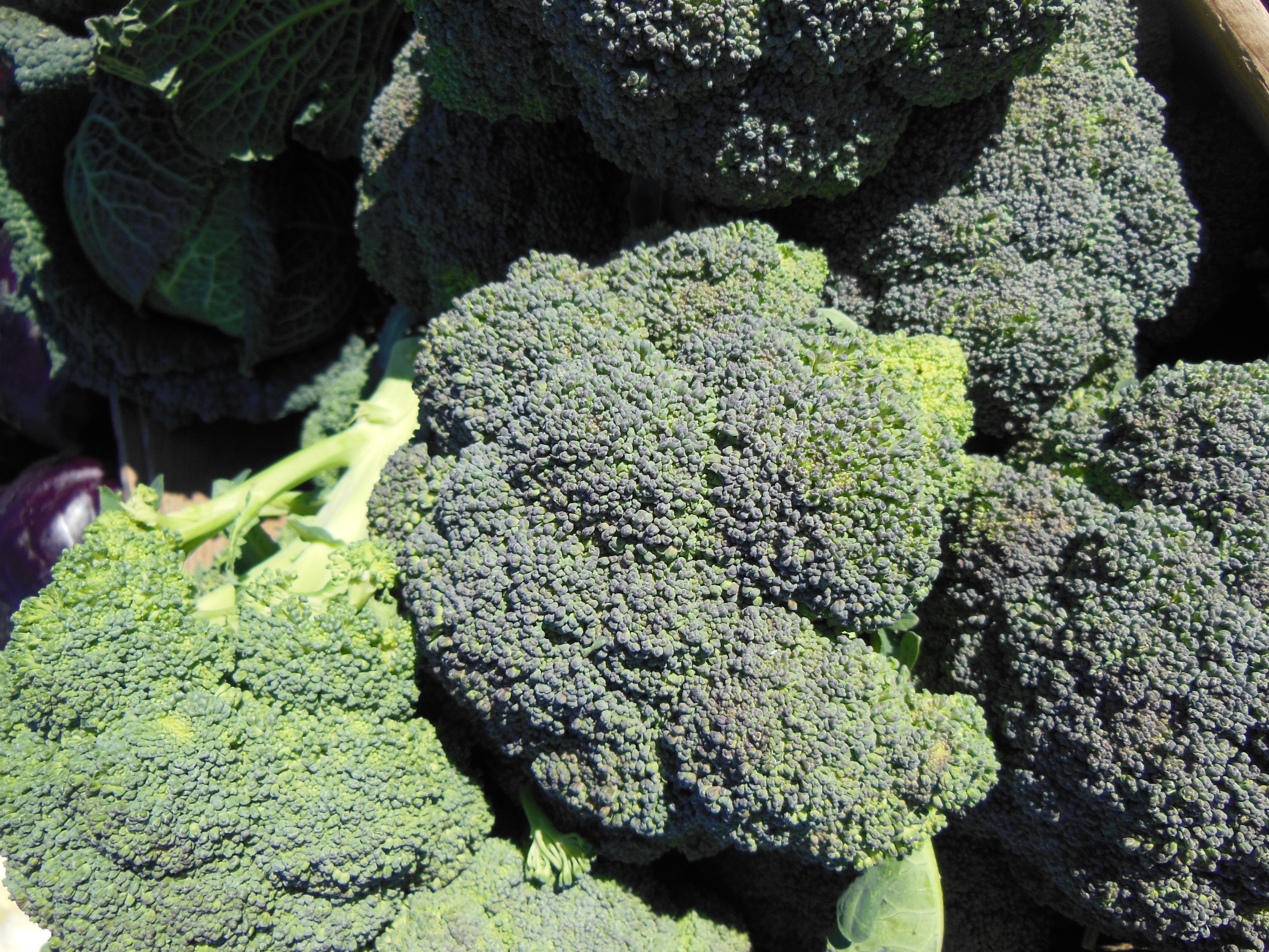 broccoli vegetables