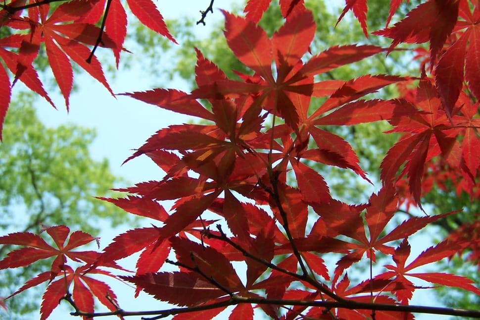 red leafy tree preview