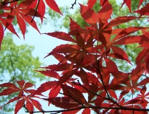 red leafy tree thumbnail