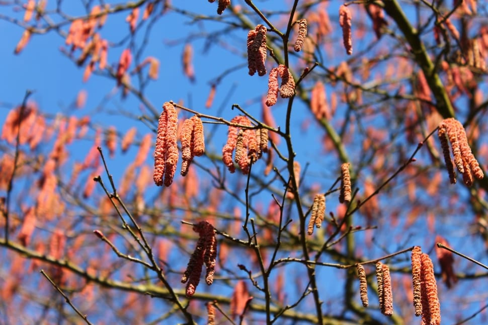 pink flowering brown tree preview