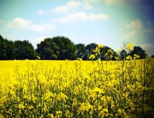 yellow flowers and green trees thumbnail