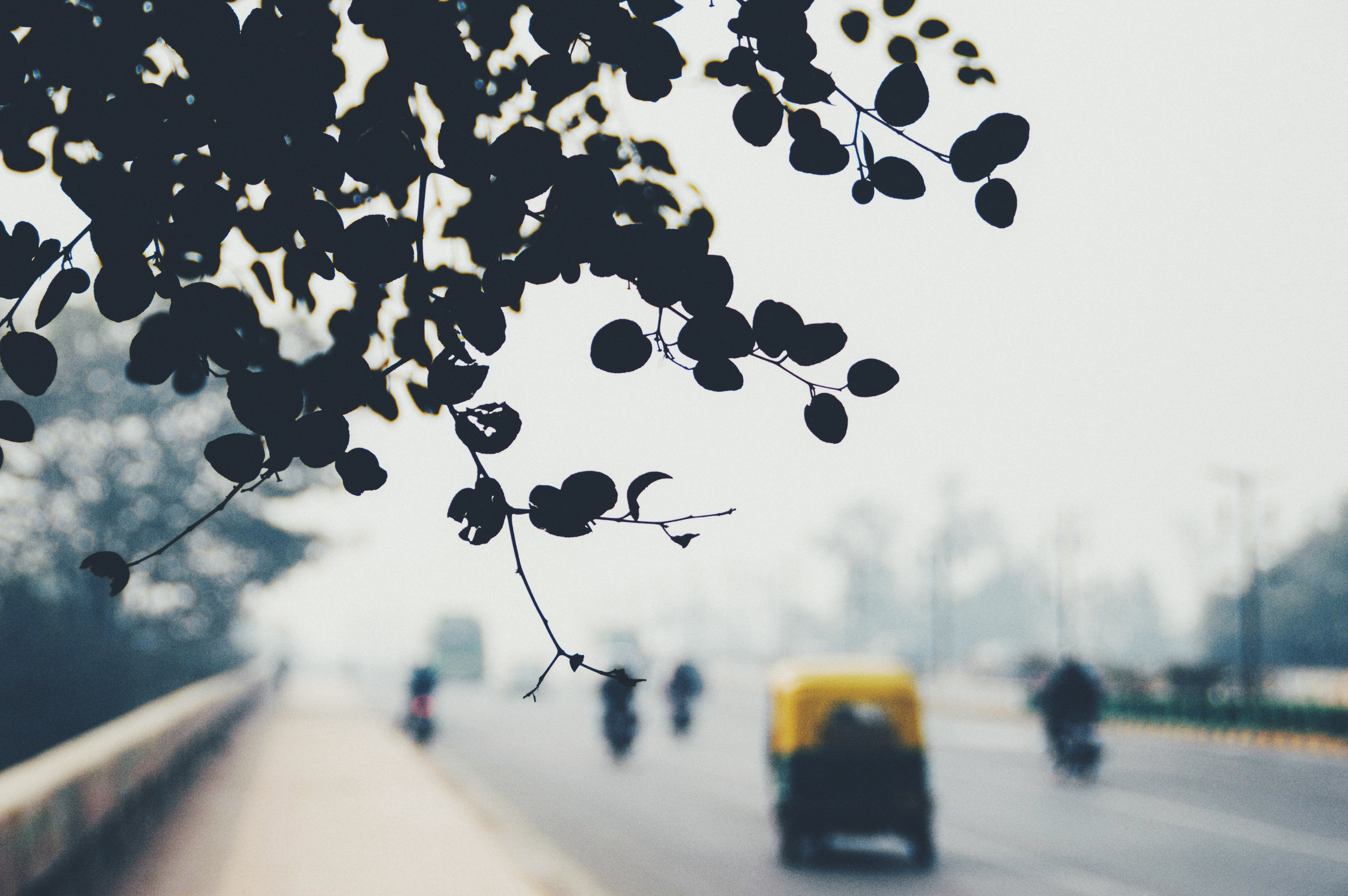 silhouette of tree leaf across motorcycles on street during daytime