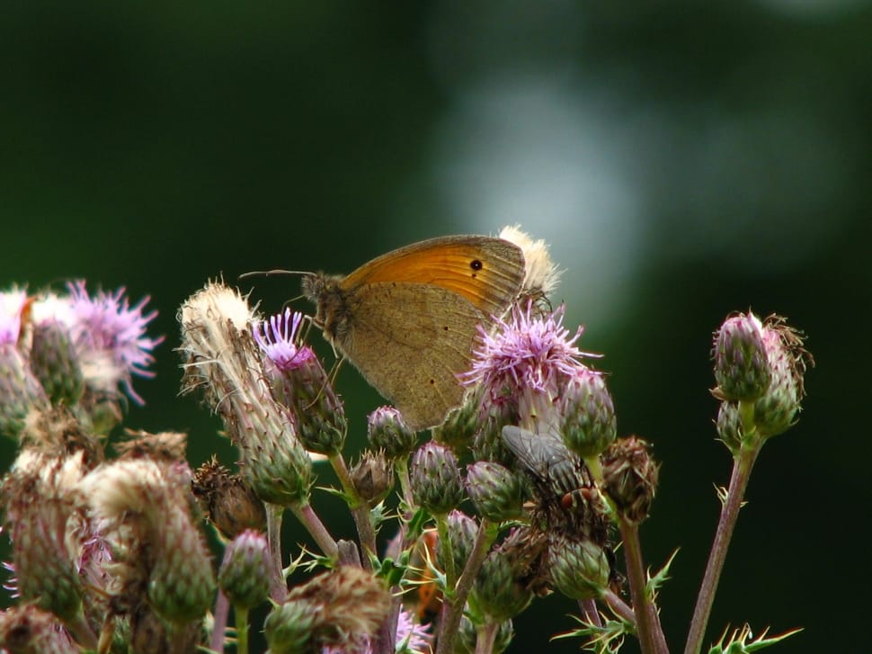 meadow brown butterfly preview