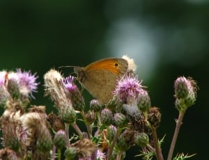 meadow brown butterfly thumbnail