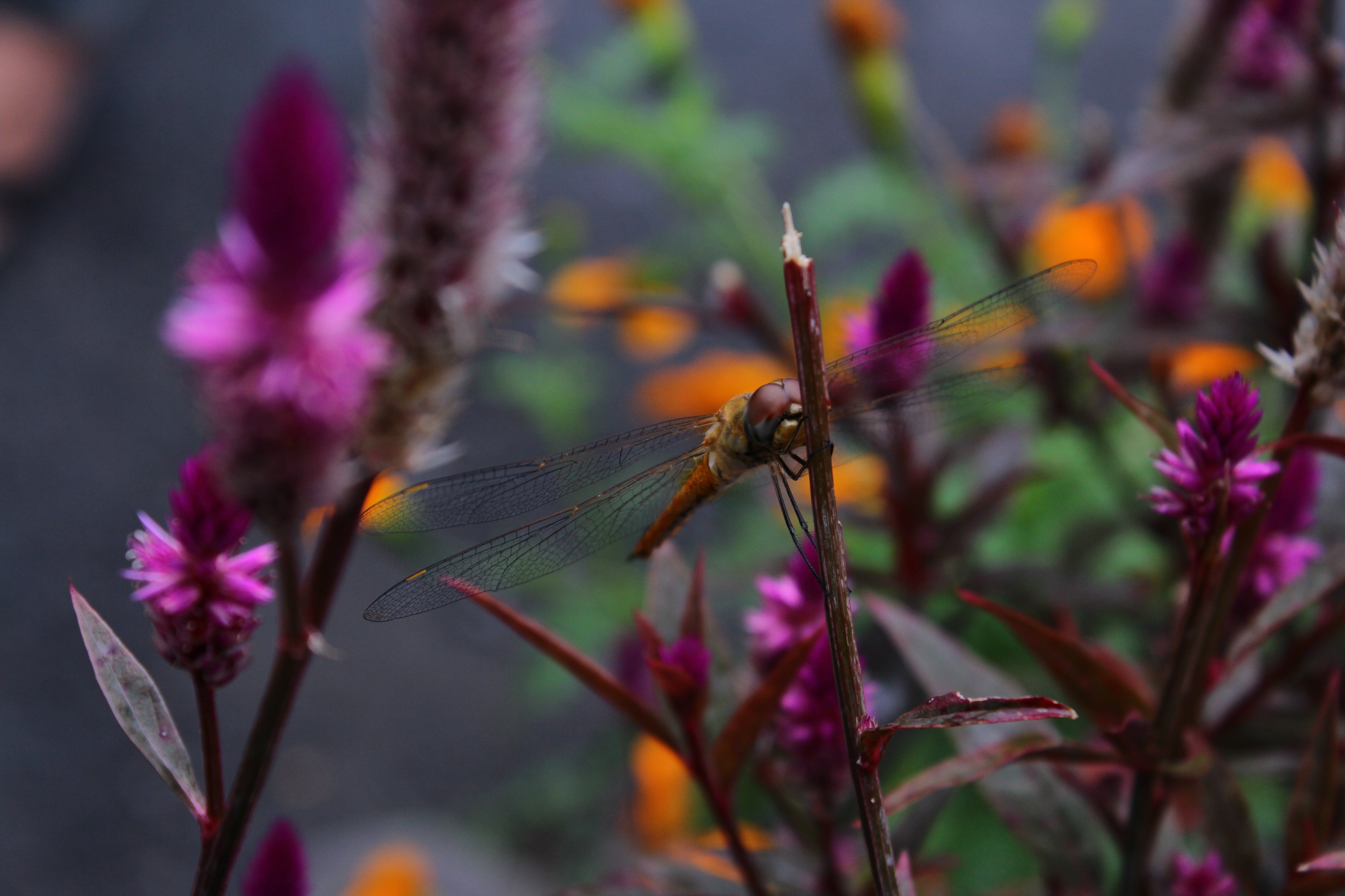 yellow darter