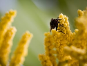 black horsefly on yellow flower thumbnail