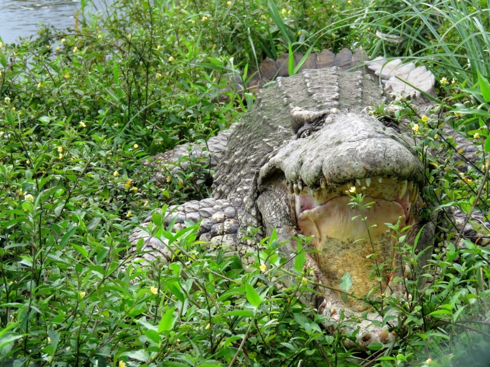 salt water crocodile preview