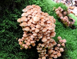 brown mushroom lot thumbnail
