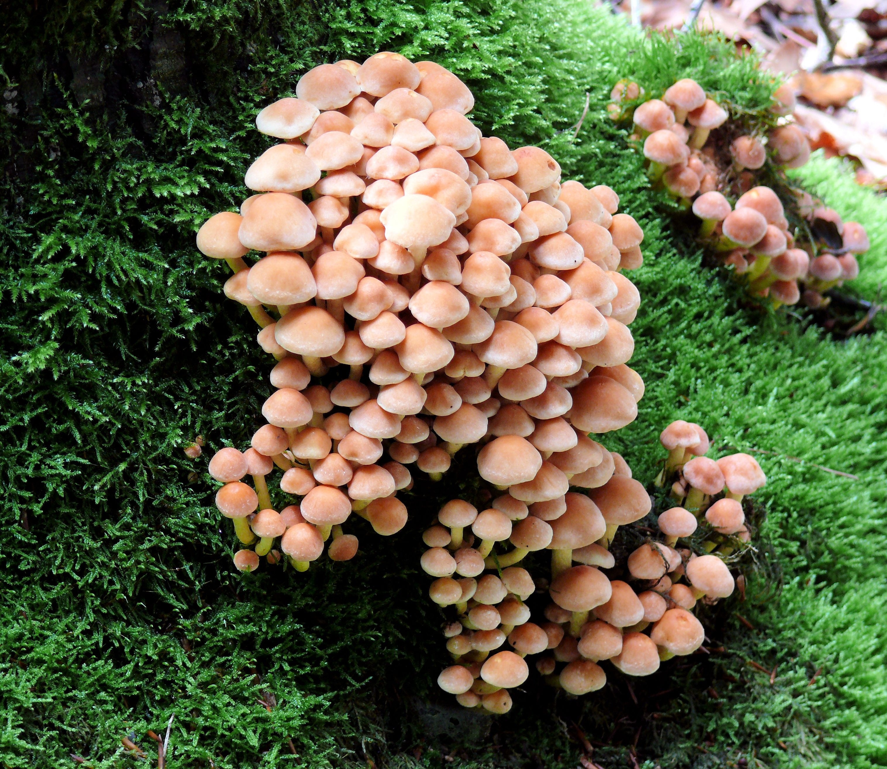 brown mushroom lot