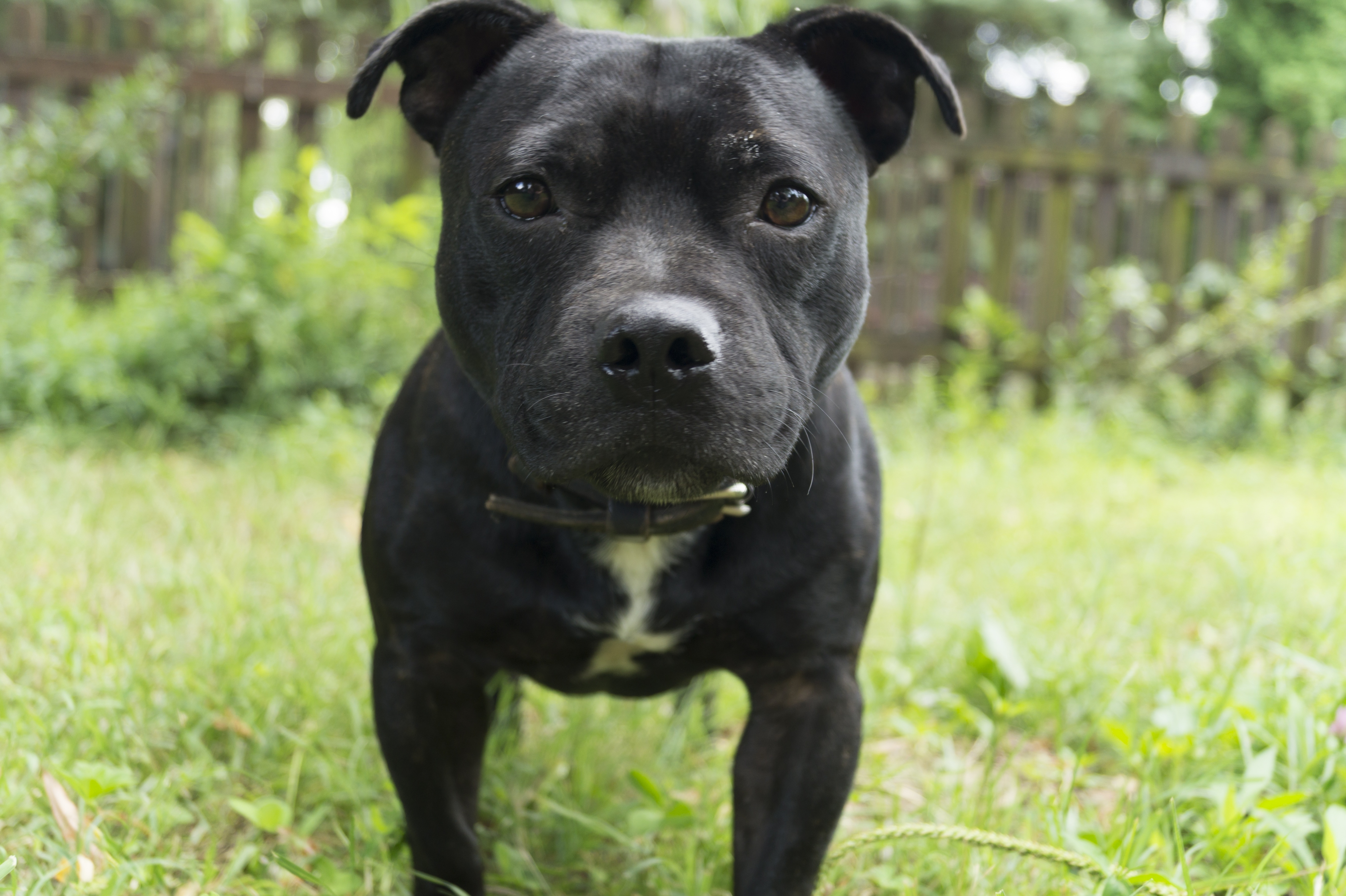 Black And White Staffordshire Bull Terrier Free Image Peakpx