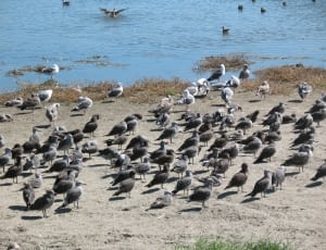 flock of gray and brown birds thumbnail