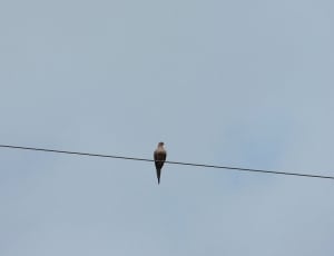 black bird in cable thumbnail