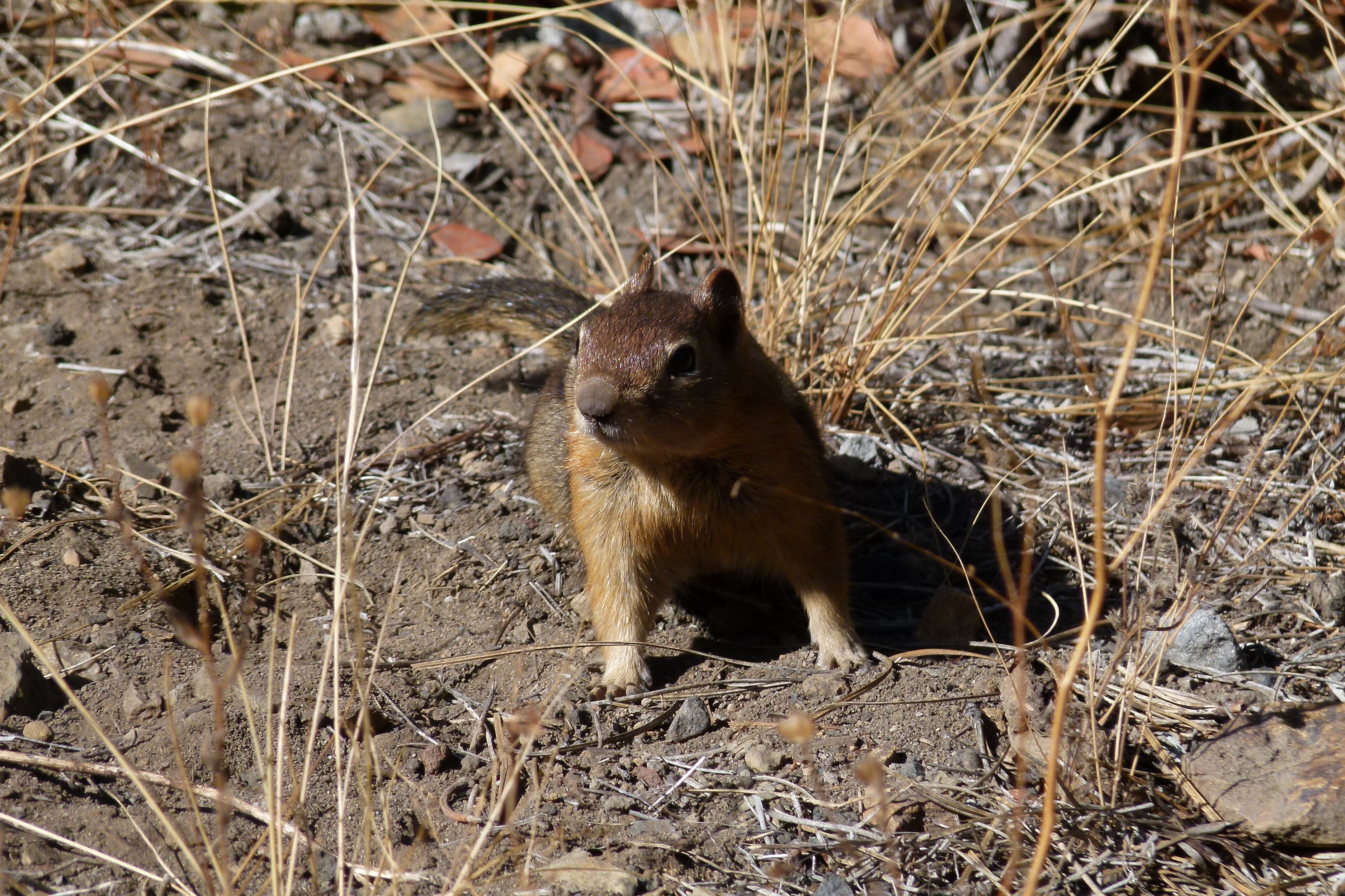 brown rodent
