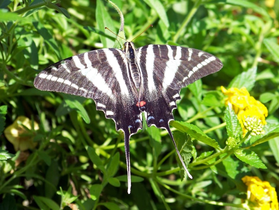 zebra swallowtail butterfly preview