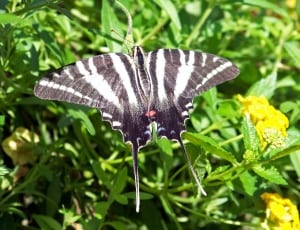 zebra swallowtail butterfly thumbnail