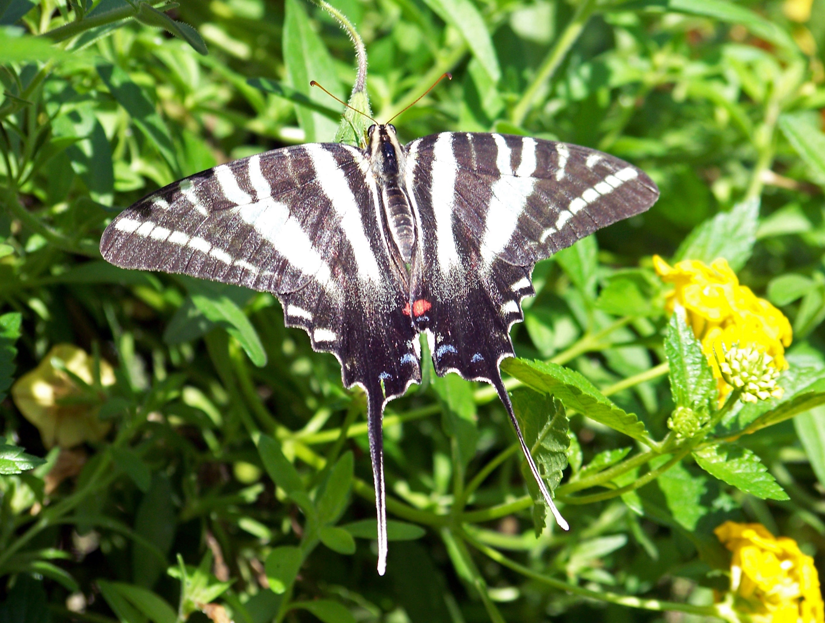 zebra swallowtail butterfly