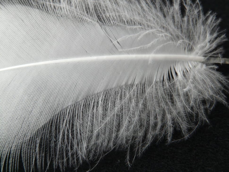 white animal feather preview