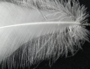 white animal feather thumbnail