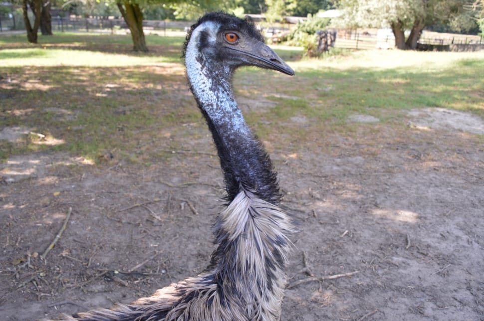 grey ostrich preview