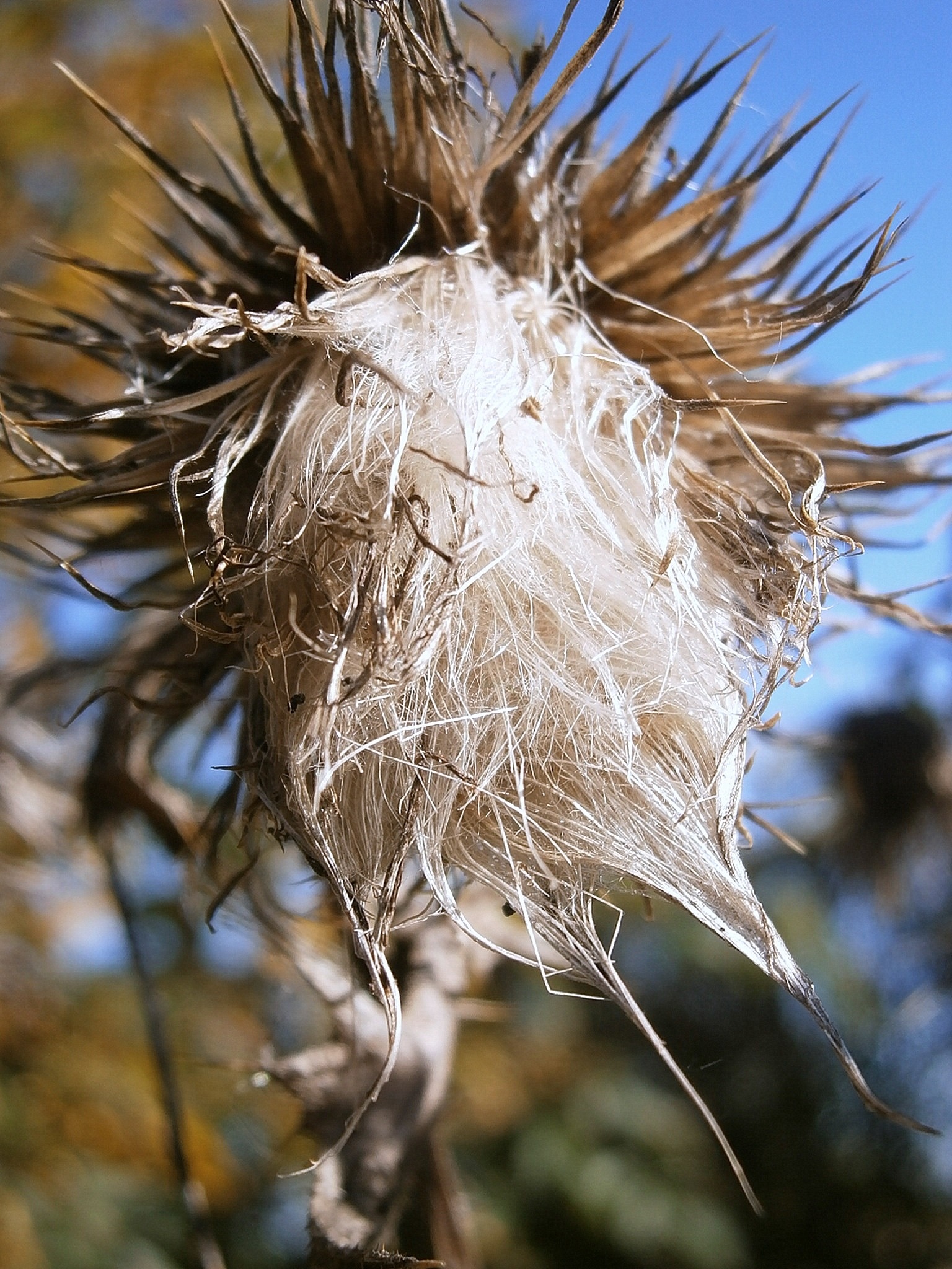 white and brown dried thistle