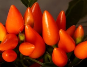 orange chili pepper thumbnail