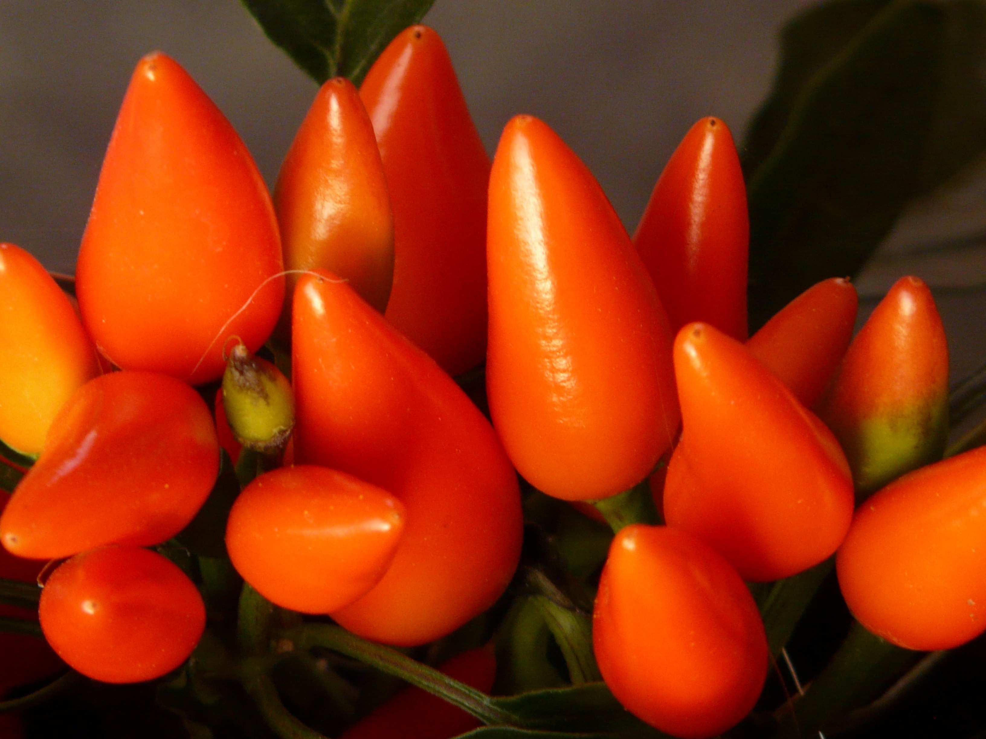 orange chili pepper