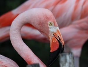 pink and black flamingo thumbnail