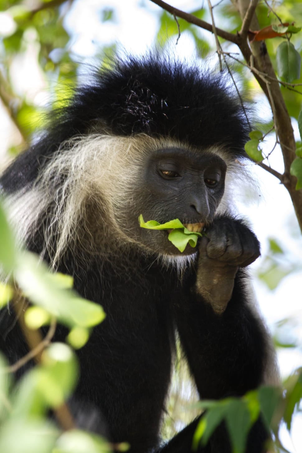 black and white monkey preview