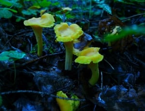 three yellow mushrooms thumbnail